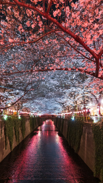 Na Floração das Cerejeiras